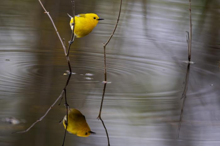 Photo: Hugues de Milleville 