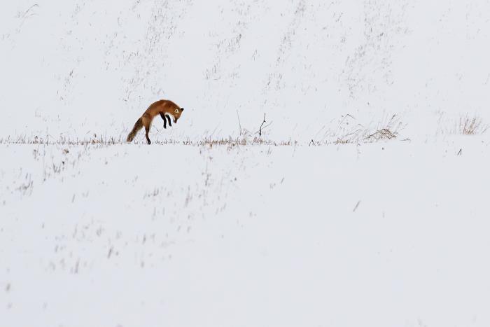 Photo: Scott Young 
