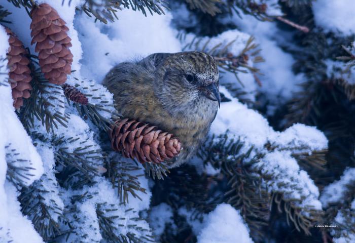 Photo: John Kearsley 