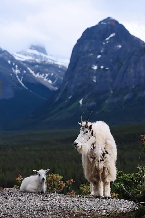 Canadian Wildlife Federation