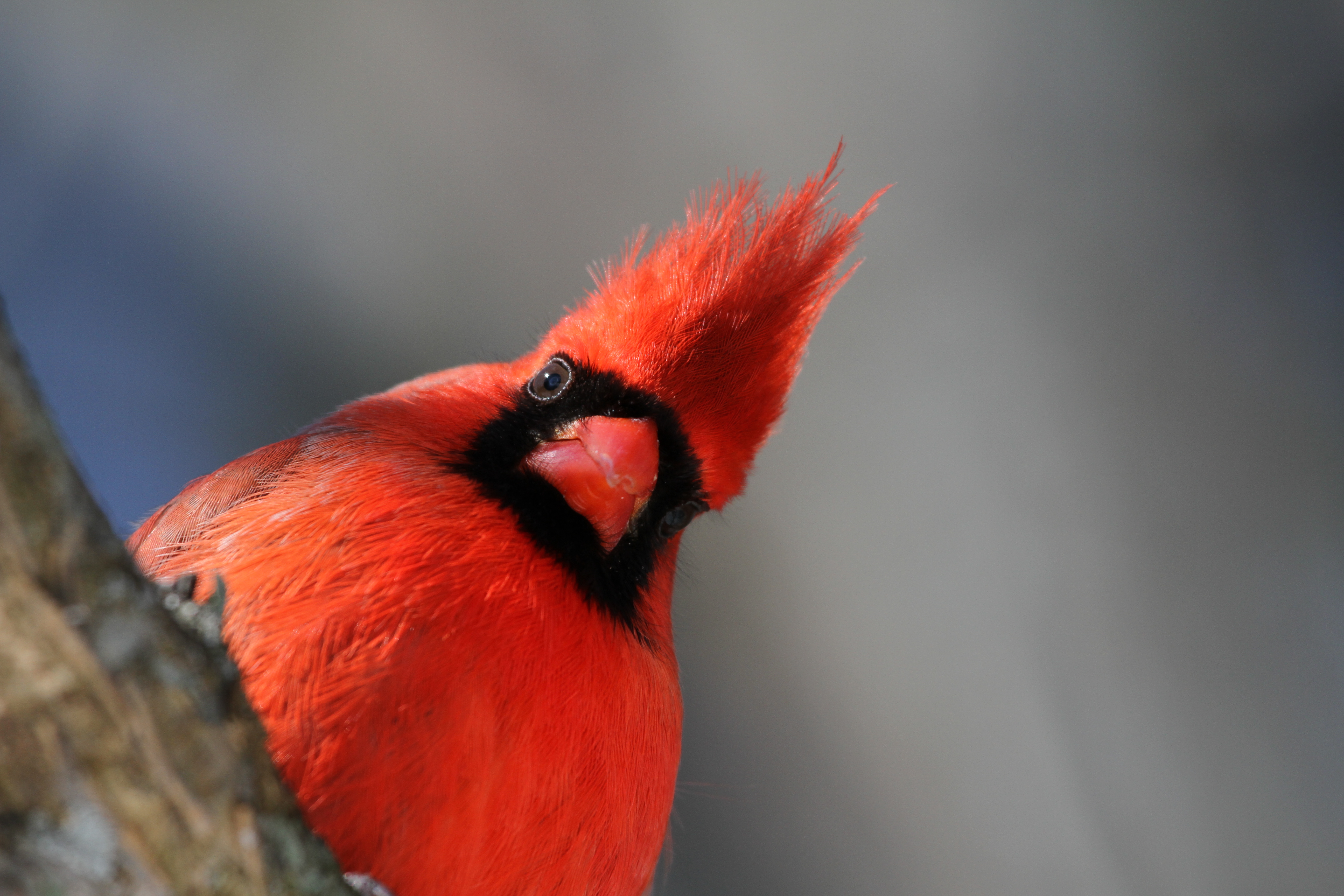 птицы красного цвета фото с названием