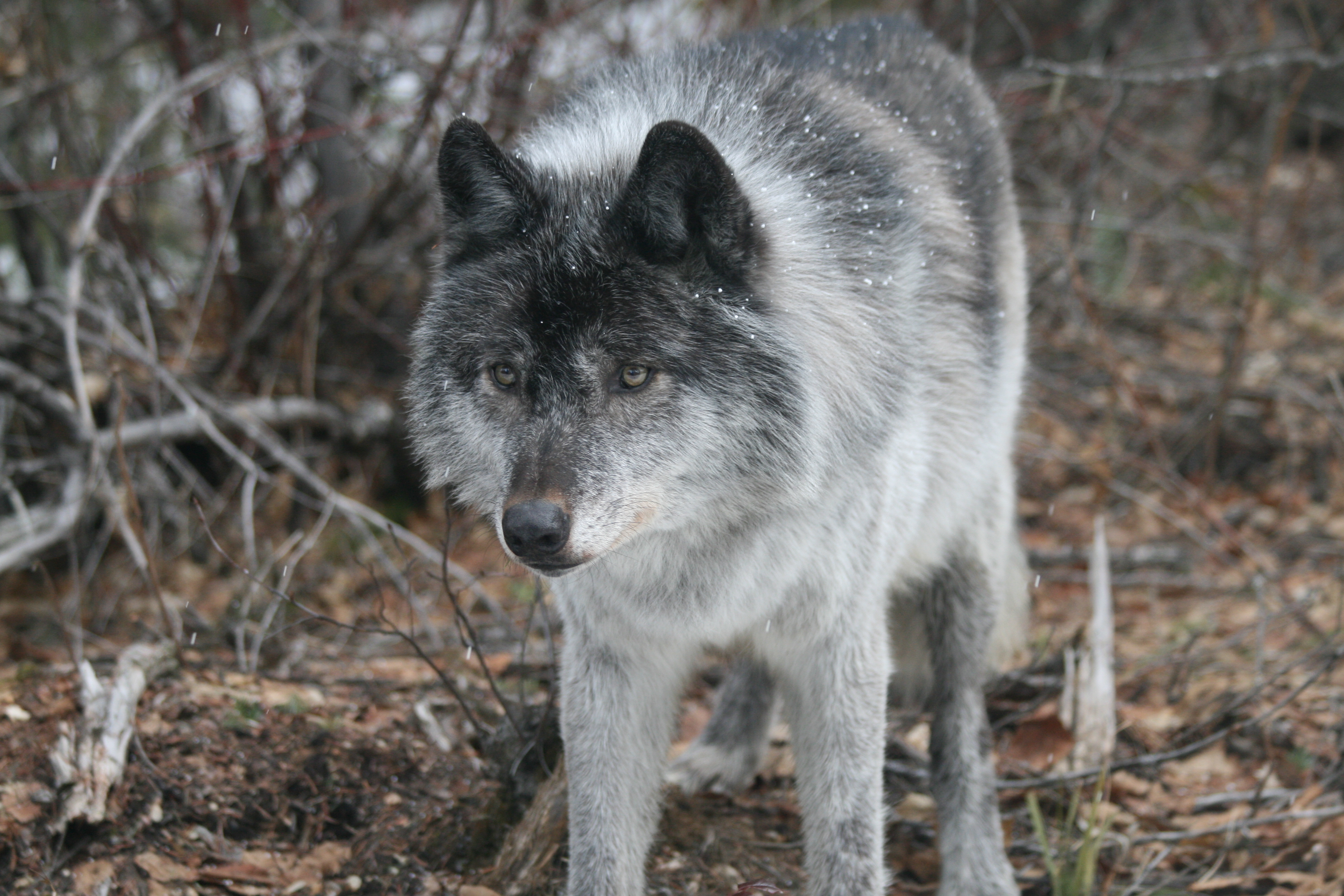 Writing by wolves. Волк 12. Поставь волка. Волк СV. Точной волк.